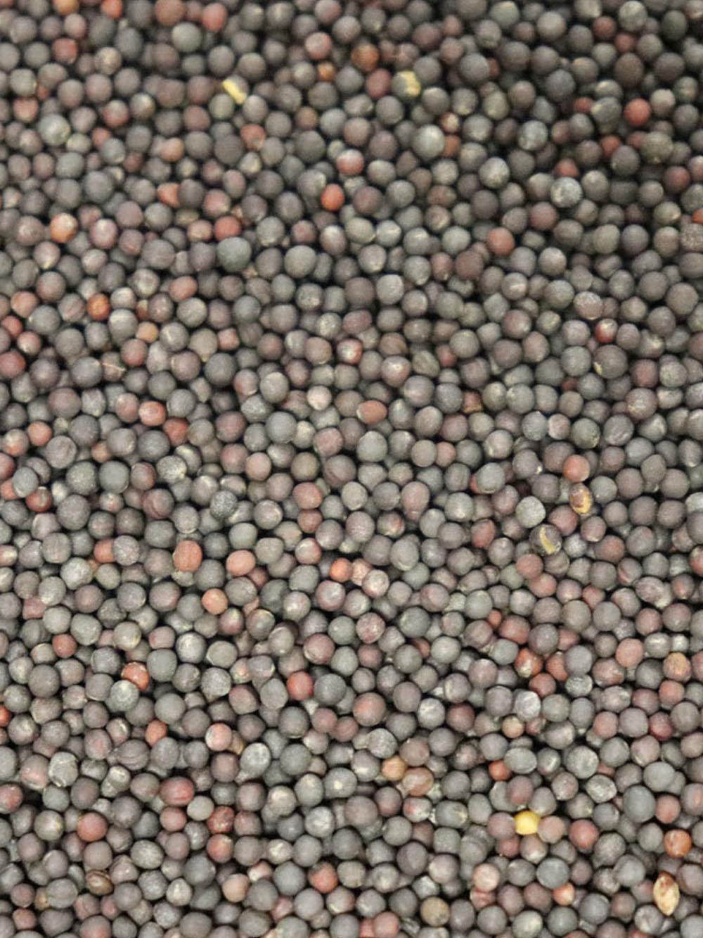 Rangi Forage Brassica